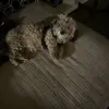 verdutsn9b4 - @robert.verdugo.ah - TikTok