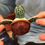 Rémi Robert Viens - @remi_le_tortue - Instagram