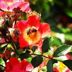 Robert Vigna - @vignarobert - Instagram