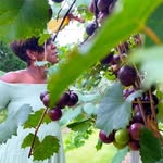 At the Roberts’ - @roberts_vineyard - Instagram