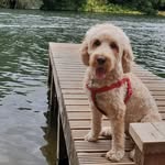 Robert Viney - @rolothechirodog - Instagram