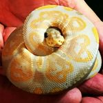 Robert Wampler - @wampdaddy75 - Instagram