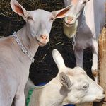 Robert Wardell - @cimarronfarmsandbreedingcollc - Instagram