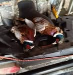 Robert Wittig - Facebook