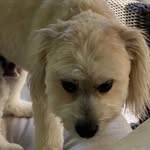 Robert Wesselman - @mrsiino_bear - Instagram