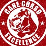 𝑹𝒐𝒃𝒆𝒓𝒕 𝑾𝒉𝒊𝒕𝒆 - @canecorsoexcellence - Instagram