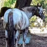 Robert Whitelaw Appaloosa - @robertwhitelawappaloosa - Instagram