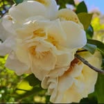 Robert williamson - @nina909301 - Instagram