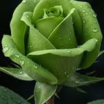 Robert williamson - @jerusalem.c0 - Instagram
