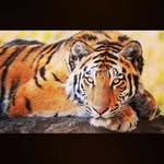 Robert willm Humbert - @gonow123456789 - Instagram