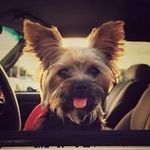 Rob Winningham - @robertopithicus_soulardensis - Instagram