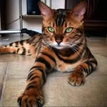Robert Wiss - @wiss.robert - Instagram
