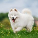 Robert Wurst - @hundetrainer_robert - Instagram