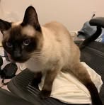 Robert Yu - Facebook
