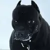 Roberto Zaro - @roberto.zaro - TikTok