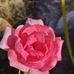 Roberta Armenta - Facebook