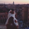 Roberta Barone - @robertabarone2 - TikTok