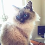 roberta colvin - @colvinroberta - Instagram