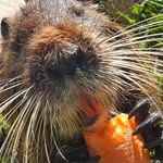 @roberta_coypu - Instagram