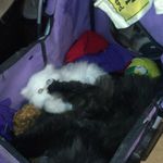 Roberta Ewing - @mrpawsmrtinkles - Instagram