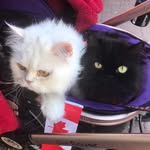 Roberta Ewing - @ewingroberta - Instagram