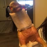 Roberta Frank Saurus - @robertathedinosaur - Instagram