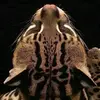 Roberta Frederick - @roberta.frederick - TikTok