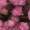 maierroberta - @maierroberta2 - TikTok