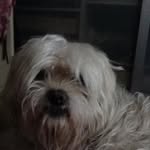 Roberta Mandelli - @mandelliroberta - Instagram
