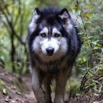 Roberta | Husky Mix - @robertawolfdog - Instagram