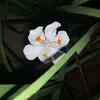 Roberta Pina - @roberta_pina48 - TikTok