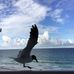 Roberta Pratt - Facebook