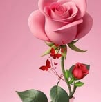 Roberta Sanchez - Facebook