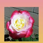 Roberta Sprague - @roberta.sprague.583 - Instagram