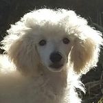 roberta stone - @stonewoodpoodlestv - Instagram