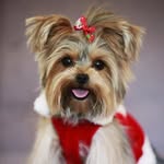 Roberta Tapia Amengual - @roberta_yorkie - Instagram