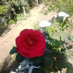 Roberta Vera - Facebook