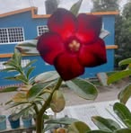 Roberta Vera - Facebook
