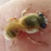 robertoatilano813 - @robertoatilano813 - TikTok