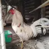 Roberto Catalán - @roberto.cataln43 - TikTok