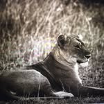 Roberto Cohen - @cohenr5665 - Instagram