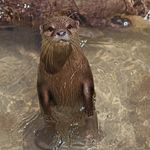 Roberto Colunga - @mr.otter_robert - Instagram