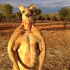 Roberto Colunga 🫰 - @roberto.colunga39 - TikTok
