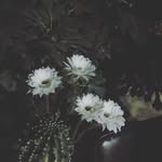 Roberto Ford - @roberto197561 - Instagram