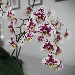 Roberto Huertas Istillarte - @robertohuertasistillarte - Instagram