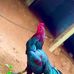 Roberto Jaquez - Facebook