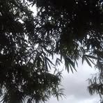 Roberto Jasso - Facebook