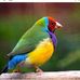 Roberto Limas - Facebook