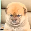 sebis pro👍👍🤑 - @roberto.luciano64 - TikTok
