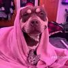 Roberto olan - @roberto.olan83 - TikTok